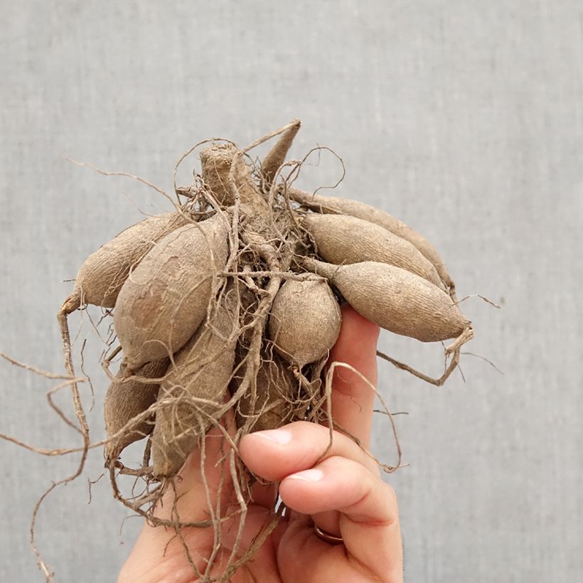 Dahlia Temple of Beauty Bulbo calibre I Ejemplar entregado en la primavera