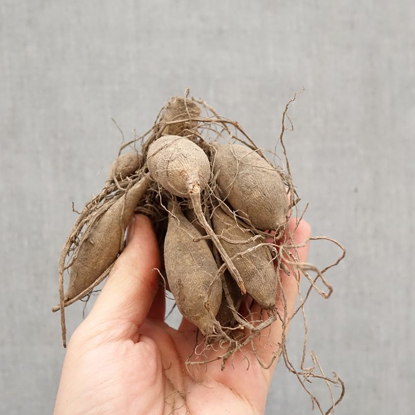 Dalia decorativa Verrone’s DF Bulbo calibre I Ejemplar entregado en la primavera