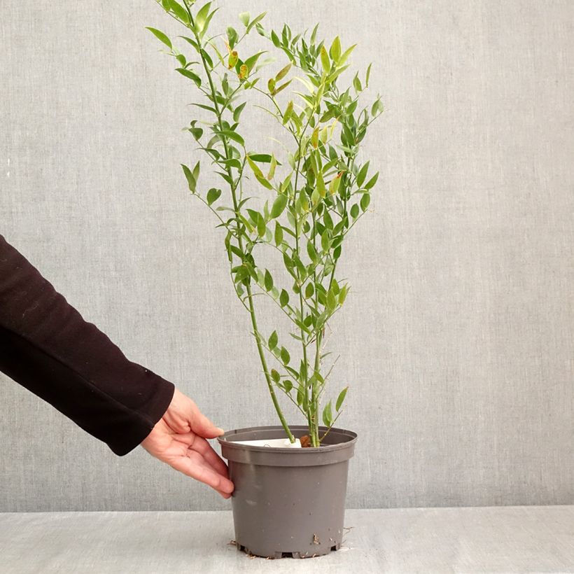 Ejemplar de Danae racemosa - Laurel de Alejandría Maceta 3L/4L entregado en otoño