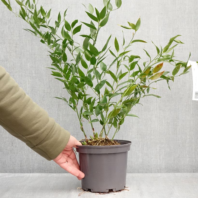 Danae racemosa - Laurel de Alejandría Maceta 3L/4L Ejemplar entregado en invierno