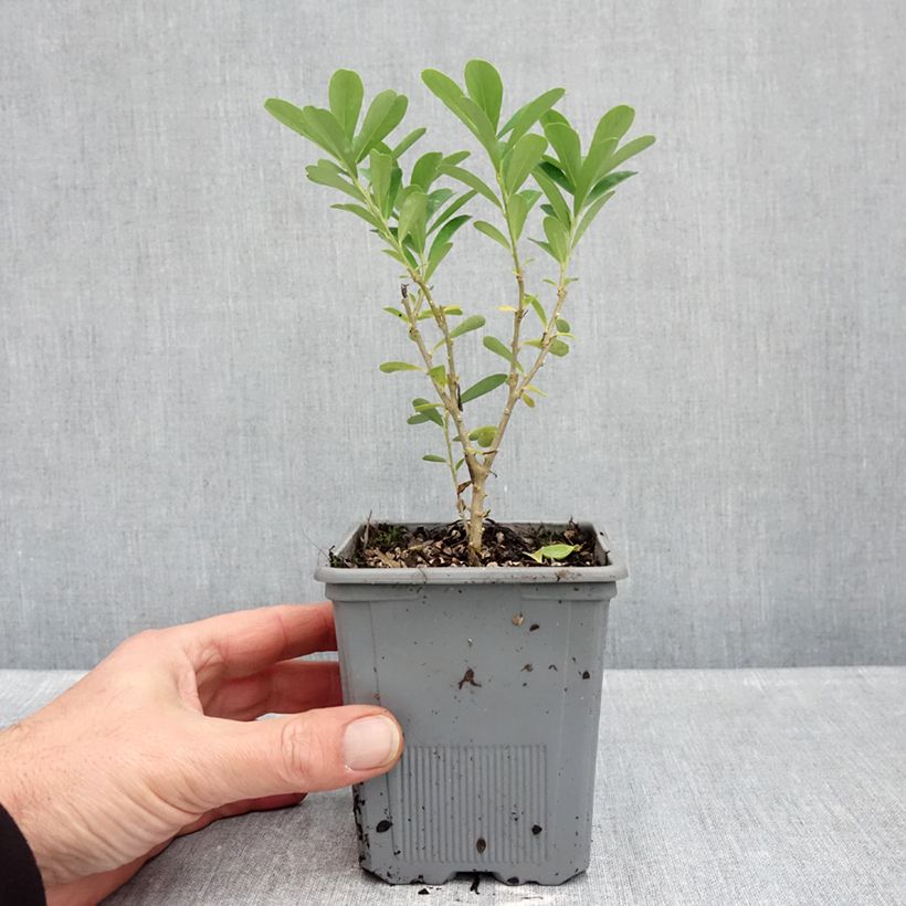 Ejemplar de Daphne gemmata Royal Crown Maceta 1L/1,5L entregado en otoño