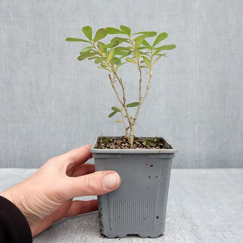 Daphne gemmata Royal Crown Maceta 1L/1,5L Ejemplar entregado en invierno