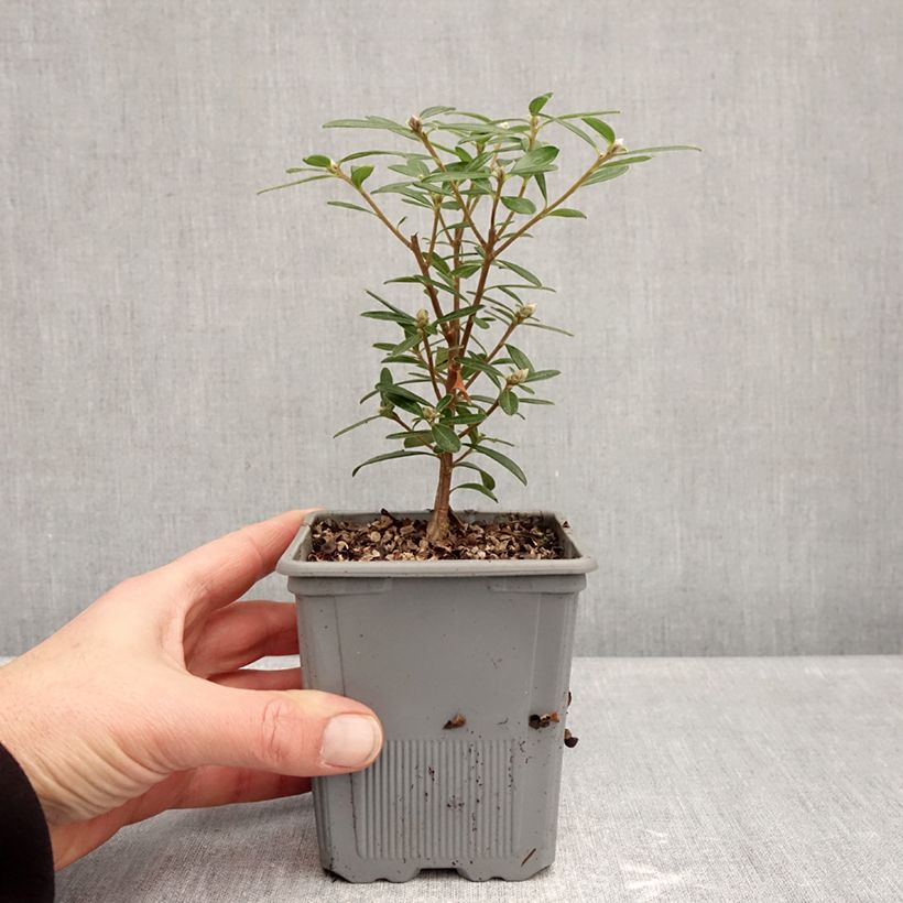 Daphne Sweetheart Maceta 1L/1,5L Ejemplar entregado en invierno