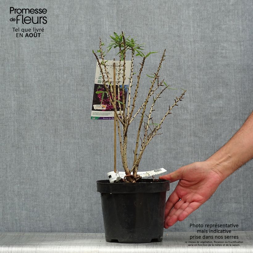 Ejemplar de Daphne mezereum var. rubra - Laureola hembra Maceta 3L/4L entregado en verano