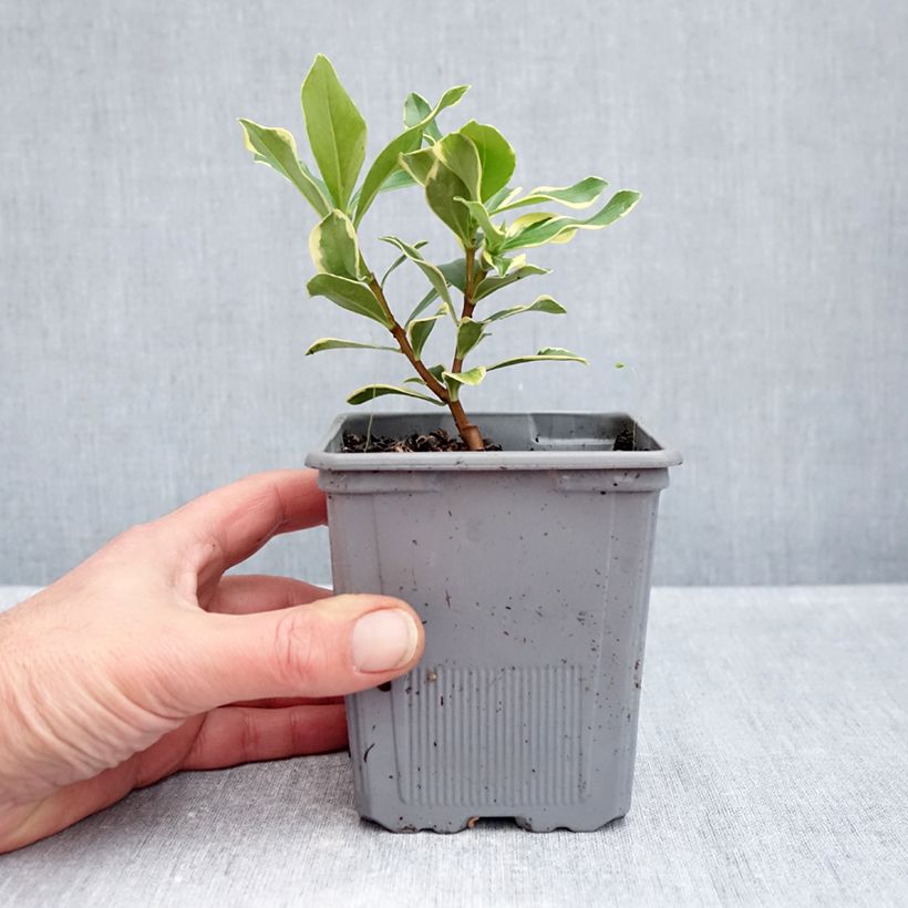 Ejemplar de Daphne odora Rogald'or Maceta 1L/1,5L entregado en otoño