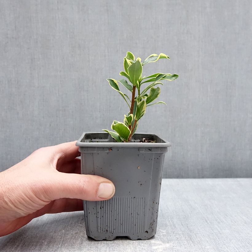 Daphne odora Rogald'or Maceta 1L/1,5L Ejemplar entregado en invierno