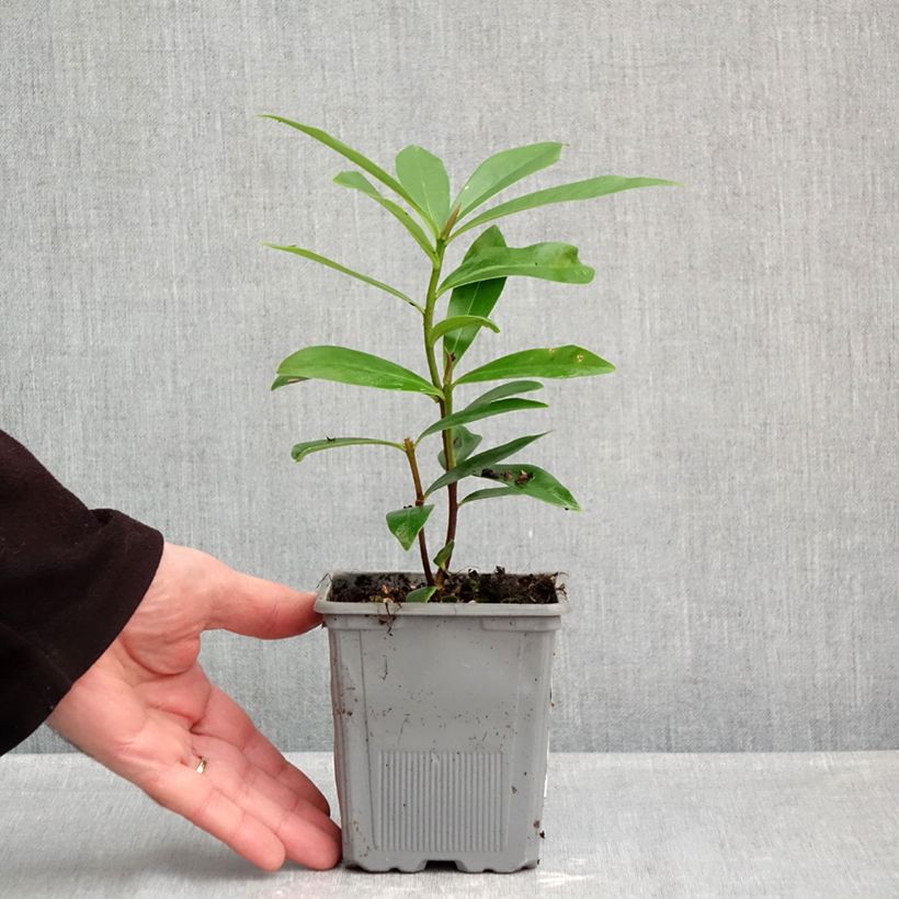 Ejemplar de Daphne Perfume Princess Maceta 1L/1,5L entregado en otoño