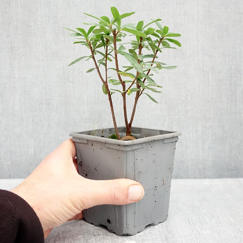 Ejemplar de Daphne x transatlantica Bella Rose Pot de 1L/1,5L entregado en otoño