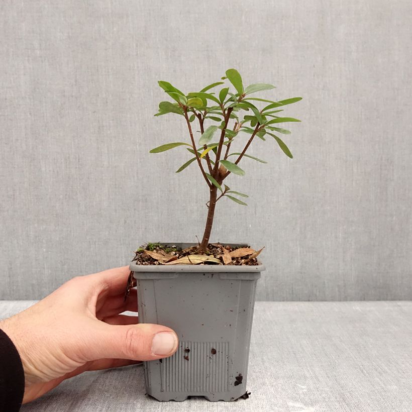 Daphne x transatlantica Bella Rose Maceta 1L/1,5L Ejemplar entregado en invierno