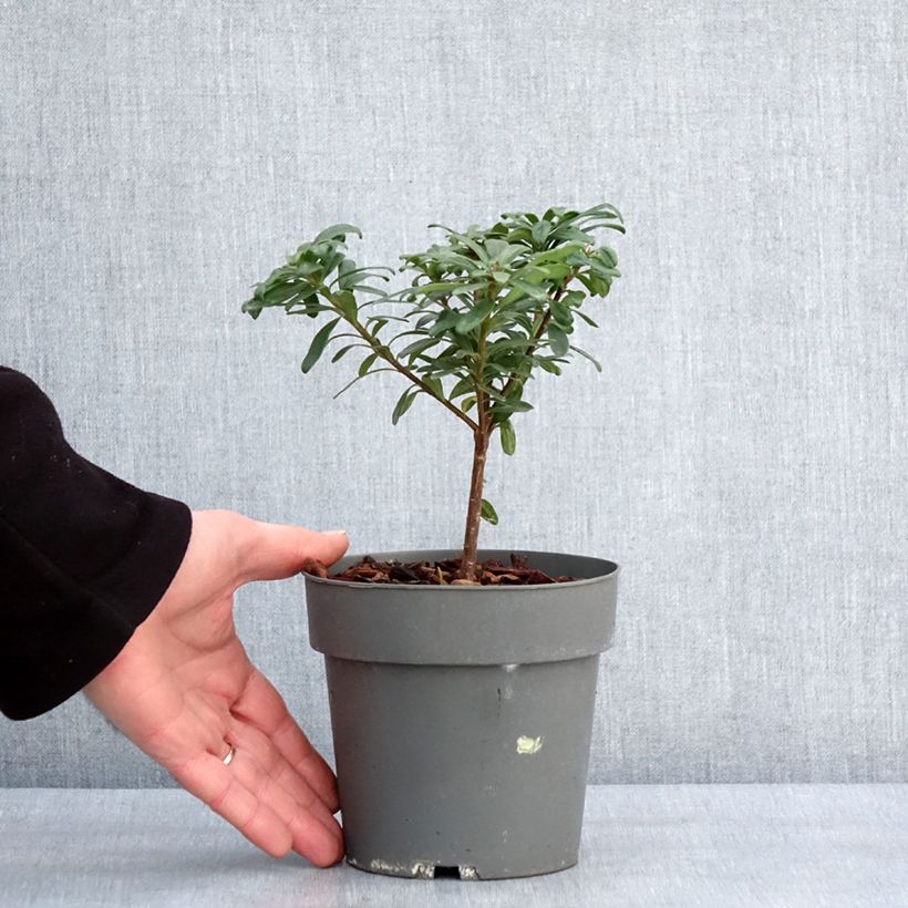 Daphne transatlantica Eternal Fragrance Maceta 1L/1,5L Ejemplar entregado en invierno