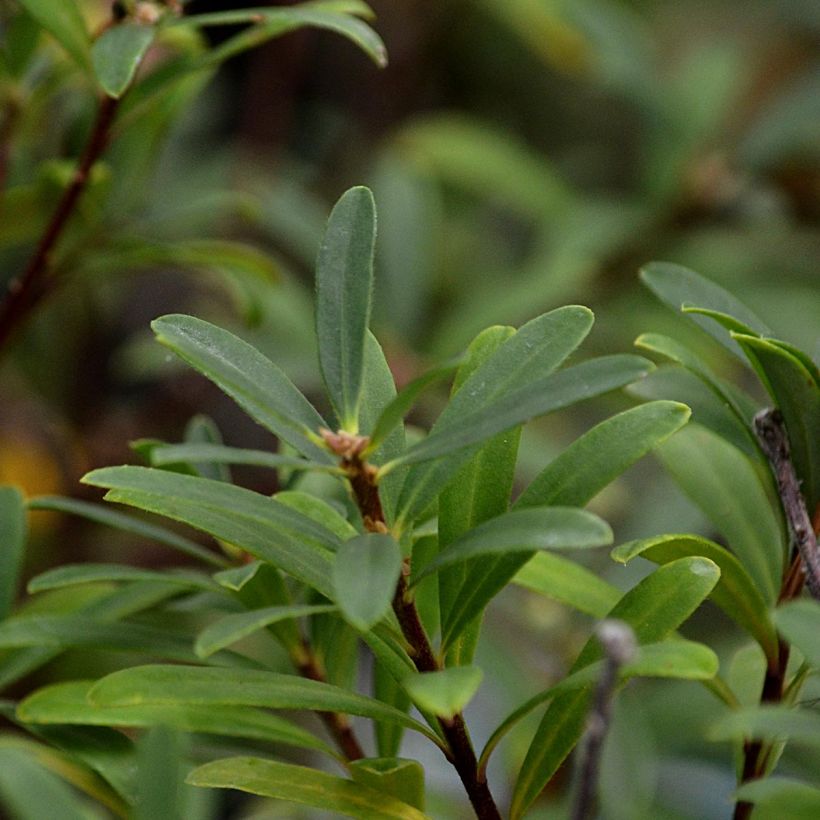 Daphne transatlantica Pink Fragrance (Follaje)