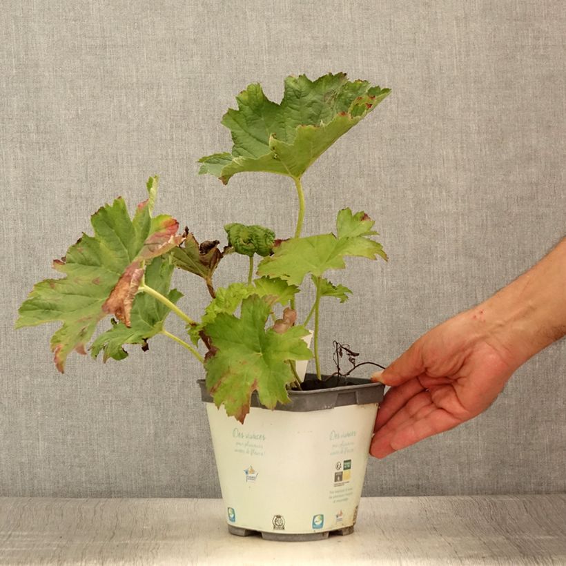 Ejemplar de Darmera peltata Maceta 2L/3L entregado en verano