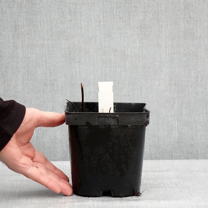 Darmera peltata Maceta 2L/3L Ejemplar entregado en invierno