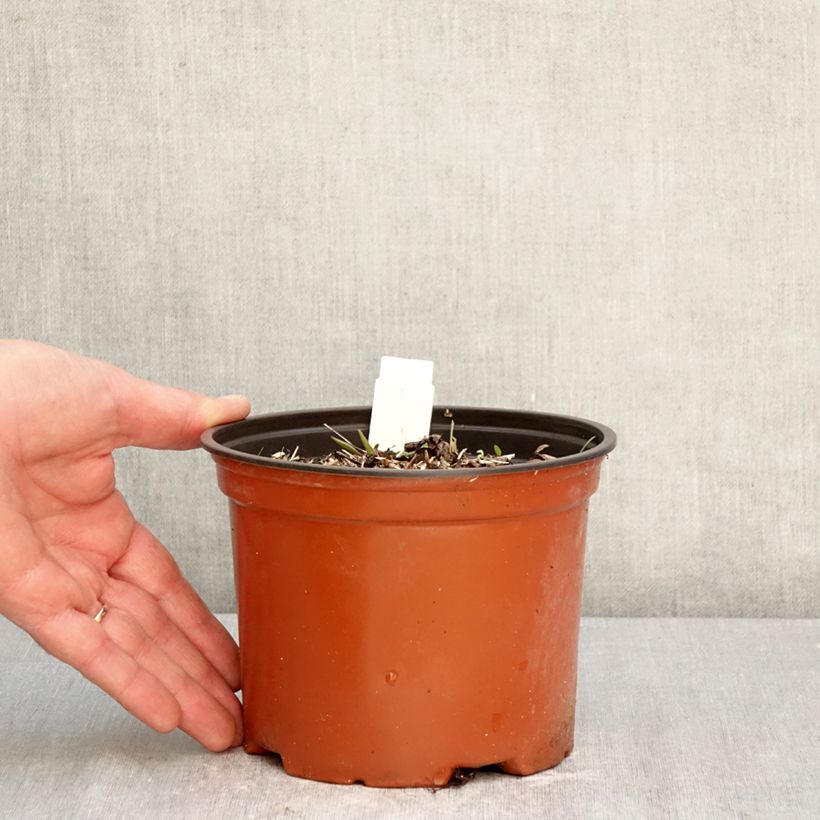 Darmera peltata Maceta 2L/3L Ejemplar entregado en la primavera