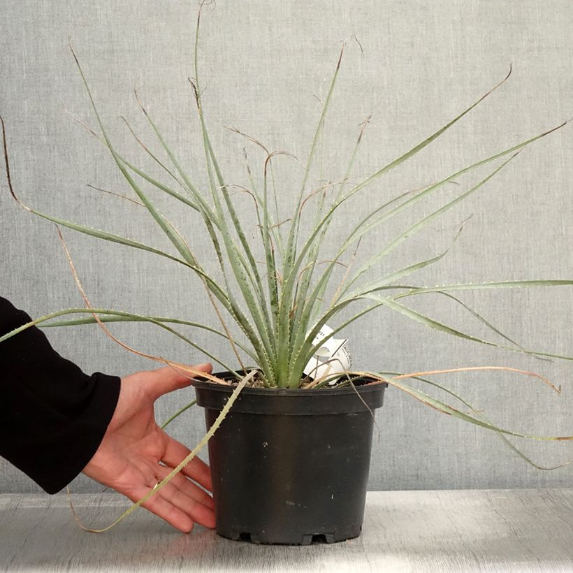 Ejemplar de Dasylirion wheeleri Maceta 3L/4L entregado en otoño