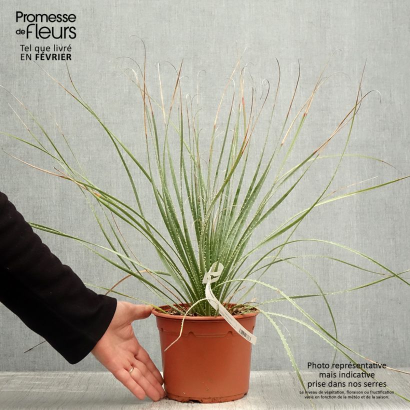 Dasylirion wheeleri Maceta 3L/4L Ejemplar entregado en invierno