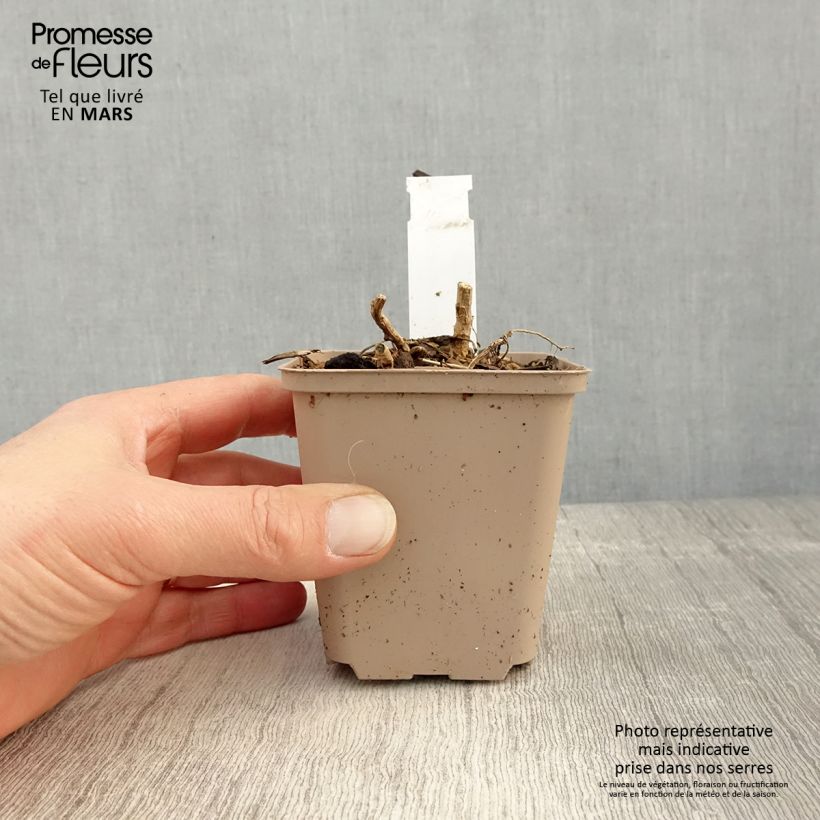 Datisca cannabina - Cáñamo falso Maceta de 8/9 cm Ejemplar entregado en la primavera