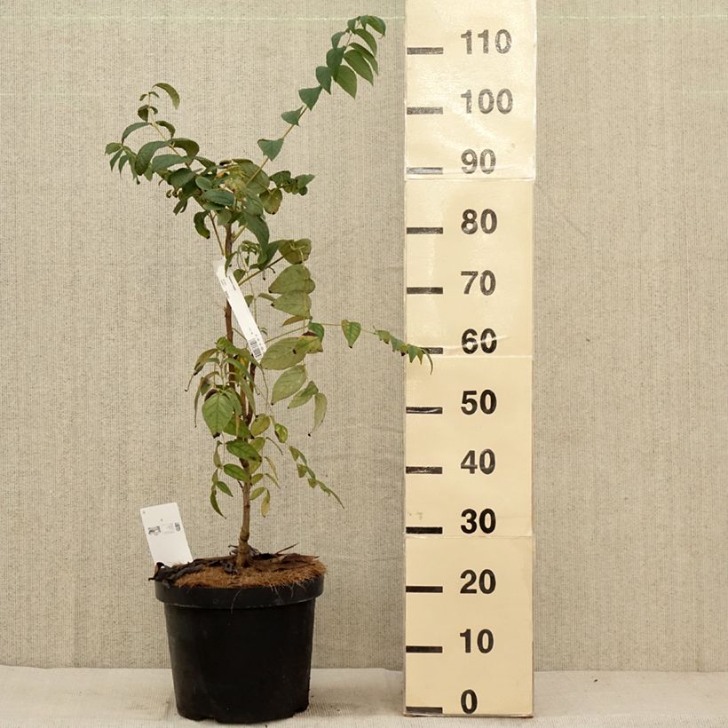 Ejemplar de Decaisnea fargesii - Árbol de salchicha azul Maceta 7,5L/10L entregado en otoño