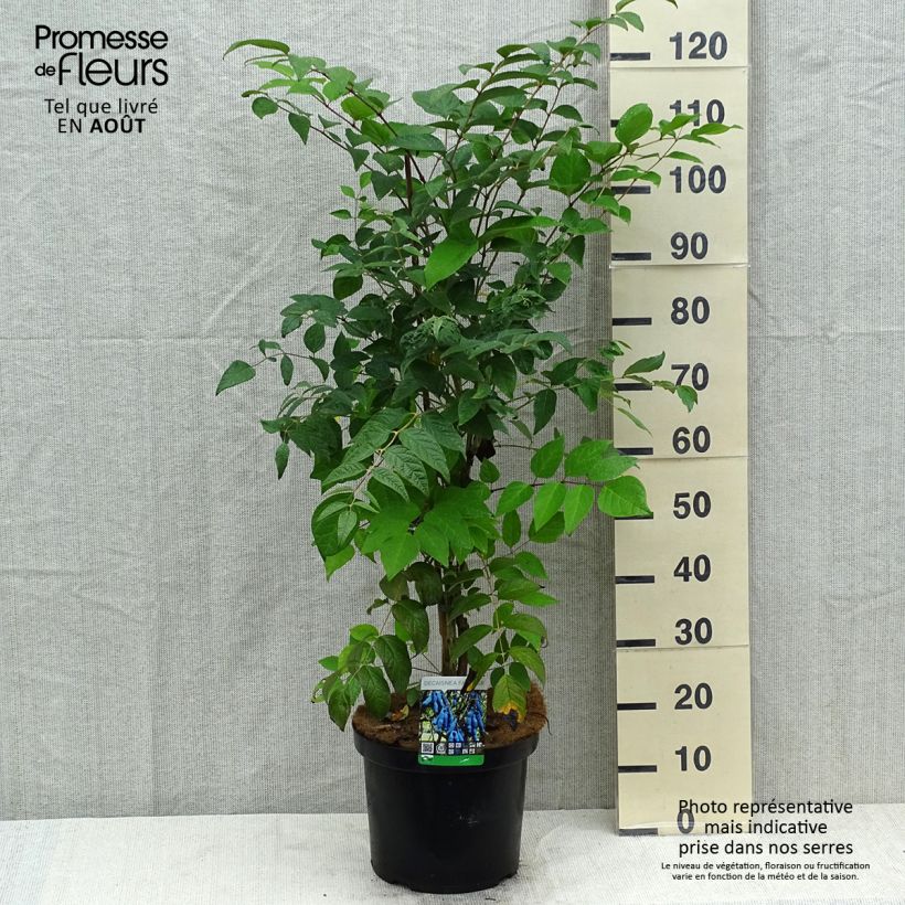 Ejemplar de Decaisnea fargesii - Árbol de salchicha azul Maceta 7,5L/10L entregado en verano