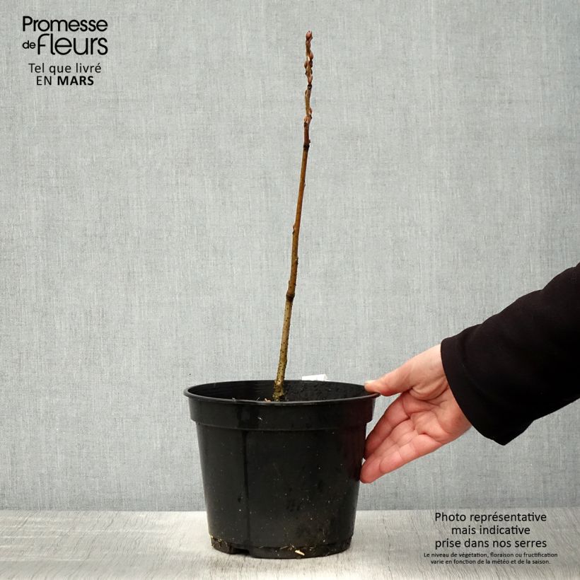 Decaisnea fargesii - Árbol de salchicha azul Maceta 2L/3L Ejemplar entregado en la primavera