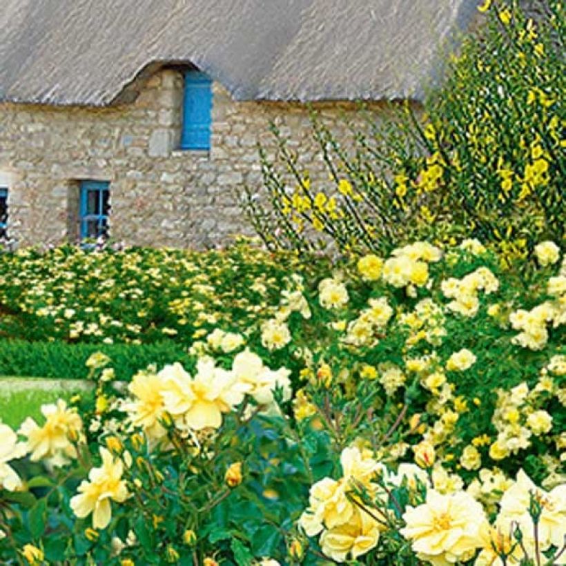 Rosal Celina (Porte)