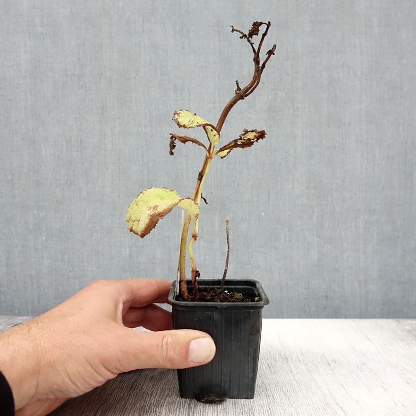 Ejemplar de Deinanthe Blue Wonder - Falsa hortensia Maceta de 8/9 cm entregado en otoño