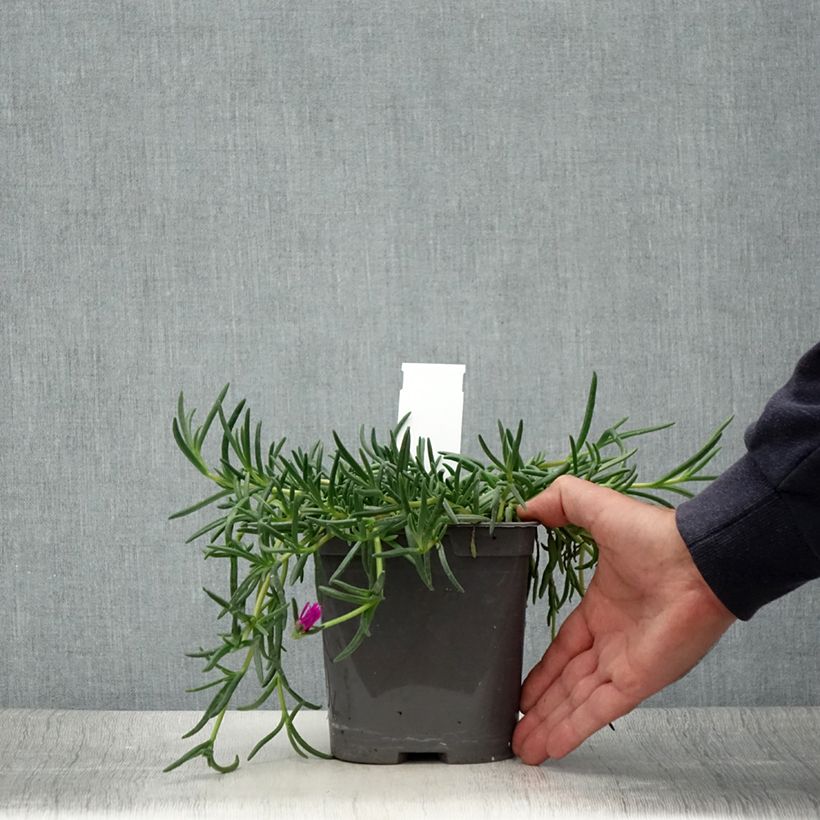 Ejemplar de Delosperma cooperi - Alfombra rosa Maceta 2L/3L entregado en verano