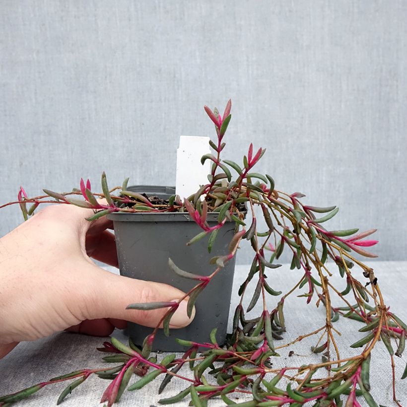 Delosperma Desert Dancers Purple - Alfombra rosa Maceta de 8/9 cm Ejemplar entregado en invierno