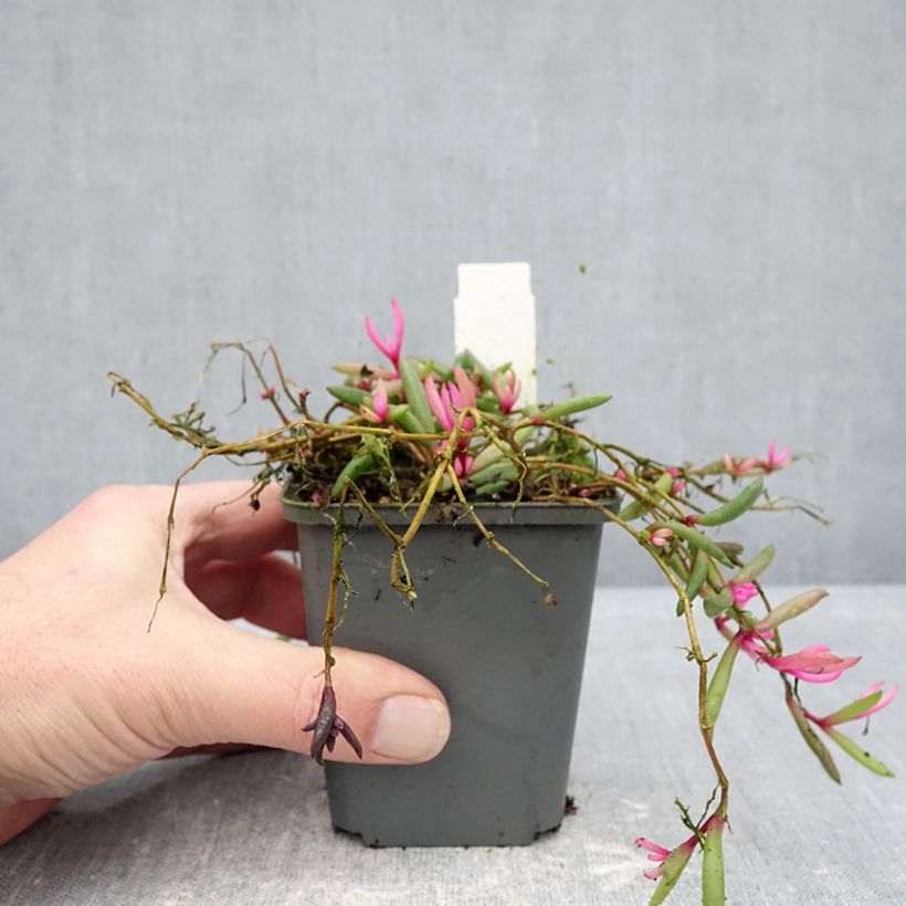 Delosperma Desert Dancers Red - Alfombra rosa Maceta de 8/9 cm Ejemplar entregado en invierno