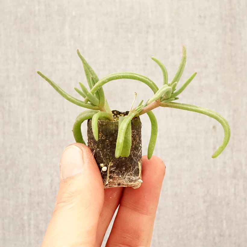 Delosperma Royal Ranger Red - Alfombra rosa minicepellón: Ø 3/4 cm Ejemplar entregado en la primavera