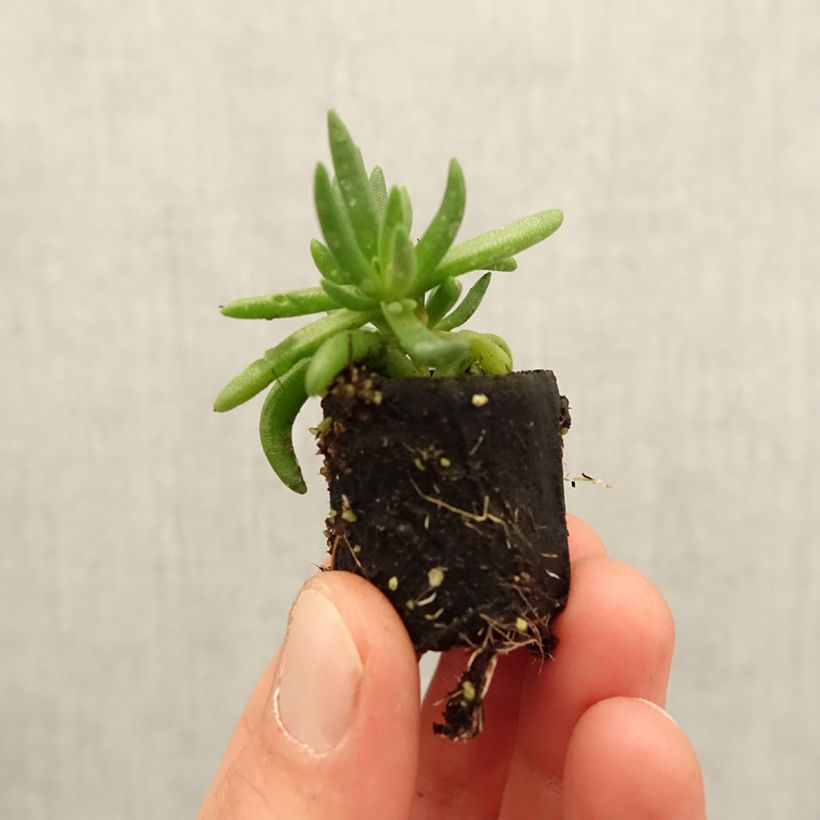Delosperma Royal Ranger Yellow - Alfombra rosa minicepellón: Ø 3/4 cm Ejemplar entregado en la primavera