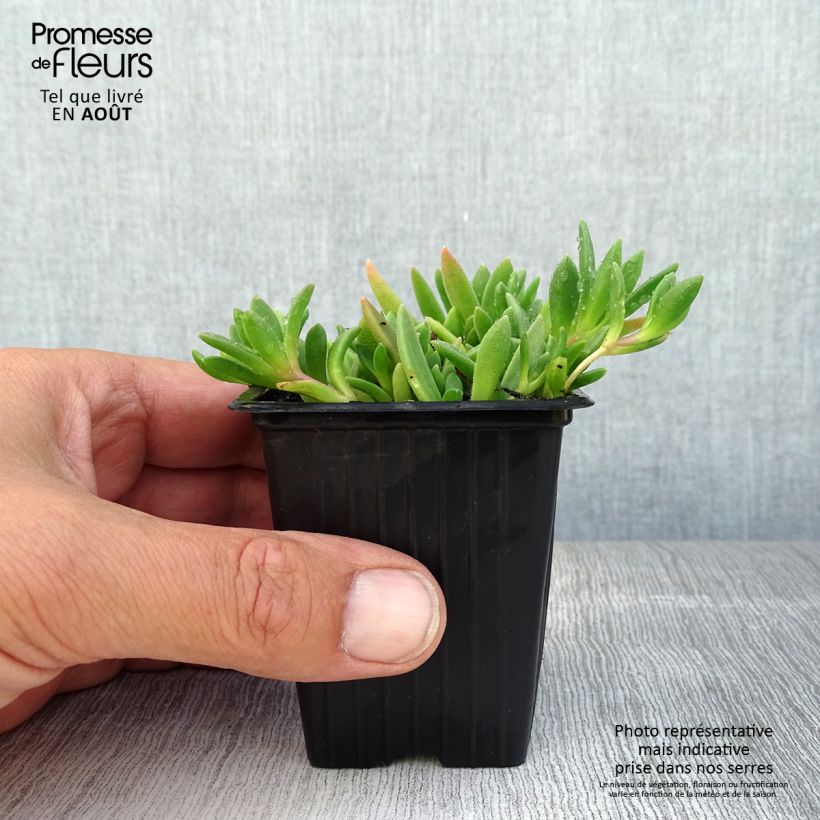 Ejemplar de Delosperma cooperi Table Mountain - Alfombra rosa Maceta de 7/8 cm entregado en verano
