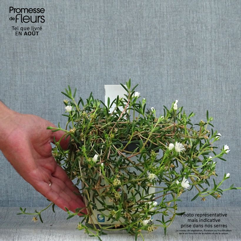 Ejemplar de Delosperma Wheels of Wonder White - Alfombra rosa Maceta 2L/3L entregado en verano