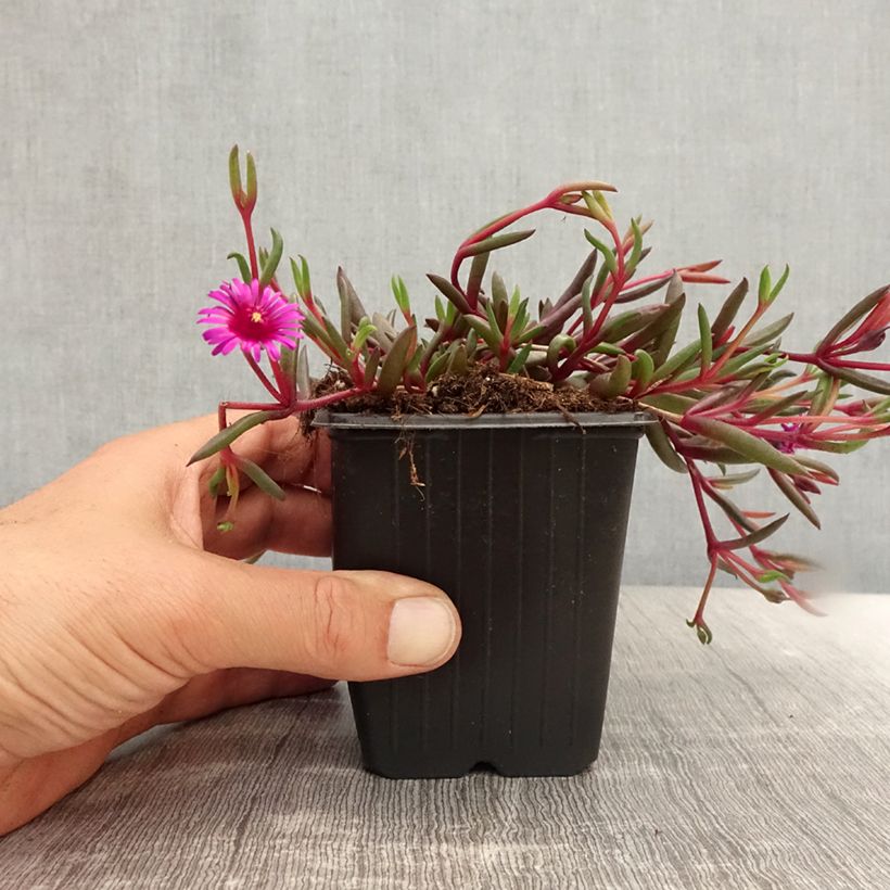 Ejemplar de Delosperma Desert Dancers Purple - Alfombra rosa Maceta de 8/9 cm entregado en verano