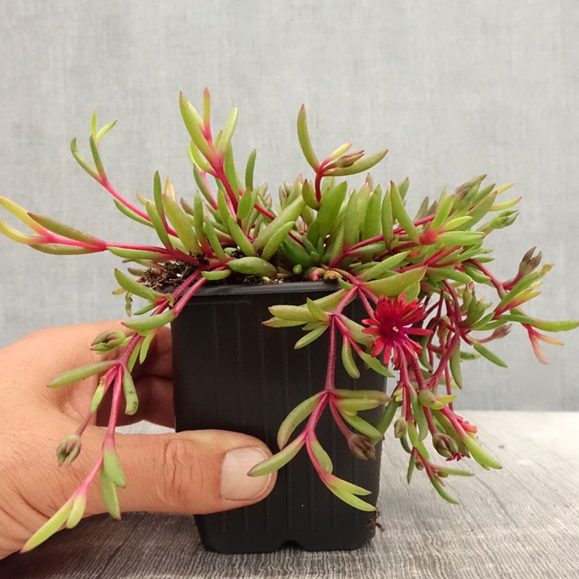 Ejemplar de Delosperma Desert Dancers Red - Alfombra rosa Maceta de 8/9 cm entregado en verano