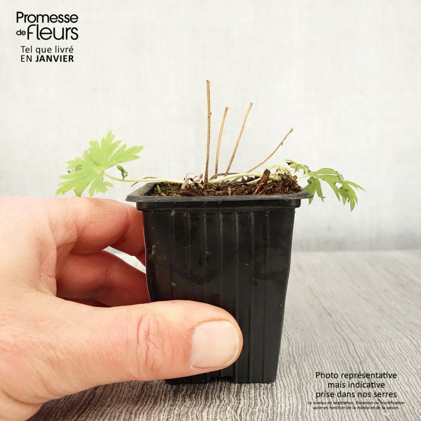 Espuela de caballero - Delphinium belladona Casa Blanca Maceta de 7/8 cm Ejemplar entregado en invierno