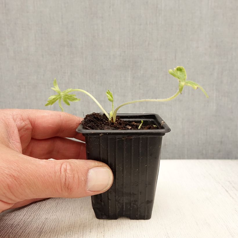 Espuela de caballero - Delphinium belladona Casa Blanca Maceta de 7/8 cm Ejemplar entregado en la primavera