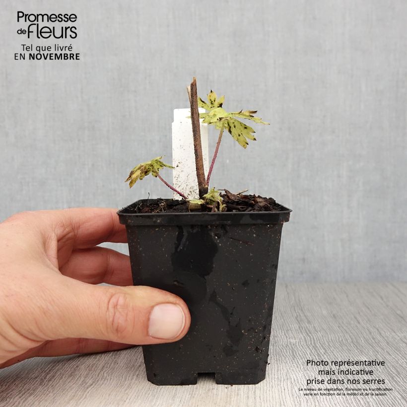 Ejemplar de Espuela de caballero - Delphinium belladona Kleine Nachtmusik Maceta de 8/9 cm entregado en otoño