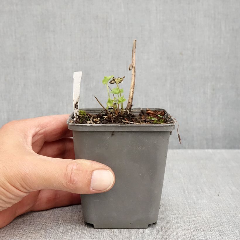 Ejemplar de Espuela de caballero - Delphinium Pacific-hybrid Magic Fountain Dark Blue-Black Bee Maceta de 8/9 cm entregado en otoño