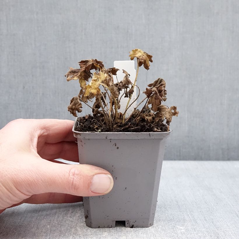 Espuela de caballero - Delphinium Pacific-hybrid Magic Fountain Dark Blue-White Be Maceta de 8/9 cm Ejemplar entregado en invierno