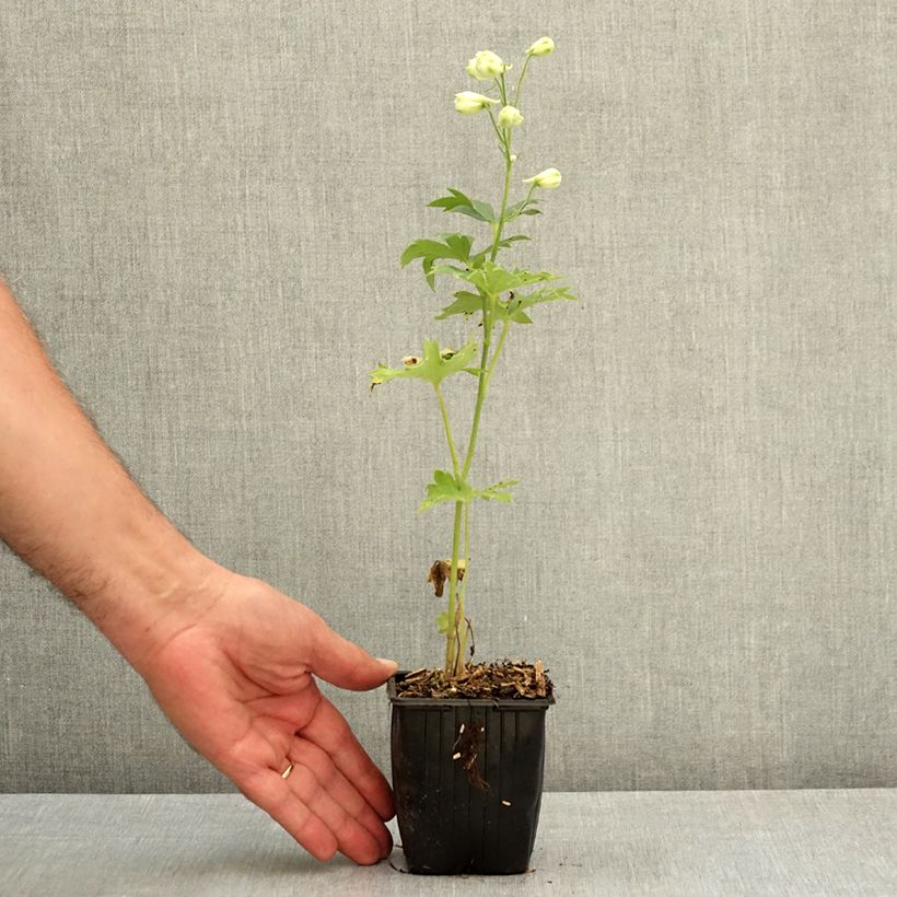 Ejemplar de Espuela de caballero - Delphinium elatum Double Innocence Maceta de 8/9 cm entregado en verano