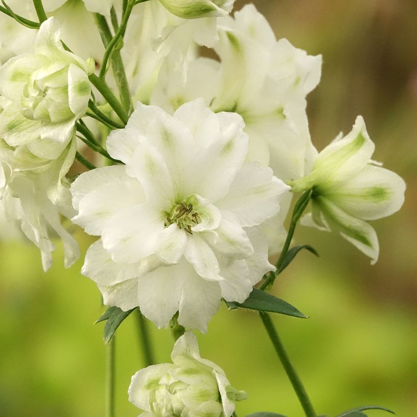 Espuela de caballero - Delphinium elatum Double Innocence (Floración)
