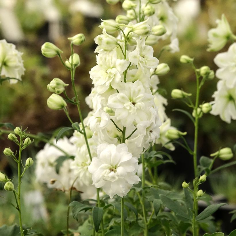 Espuela de caballero - Delphinium elatum Double Innocence (Porte)