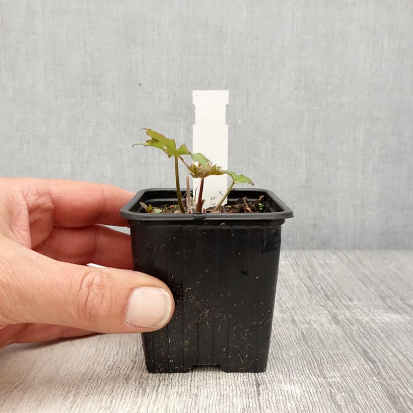 Espuela de caballero - Delphinium elatum Highlander Flamenco Maceta de 8/9 cm Ejemplar entregado en la primavera