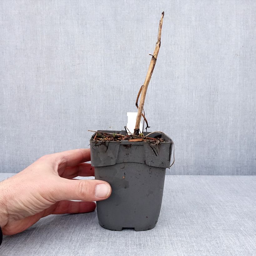 Espuela de caballero - Delphinium elatum Highlander Samba Maceta de 8/9 cm Ejemplar entregado en invierno