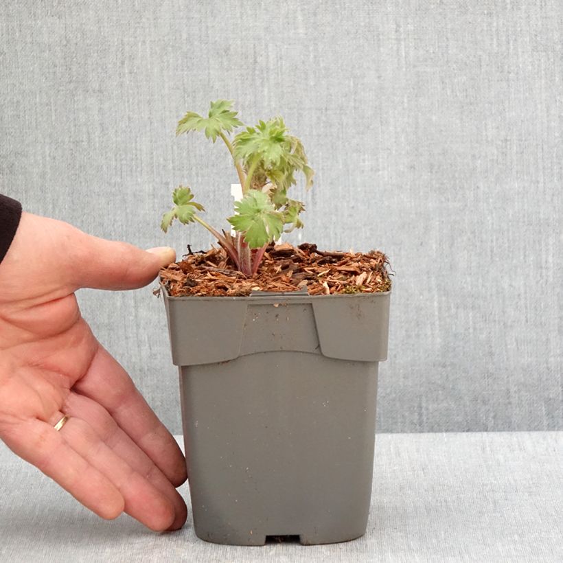 Espuela de caballero - Delphinium elatum Highlander Samba Maceta de 8/9 cm Ejemplar entregado en la primavera