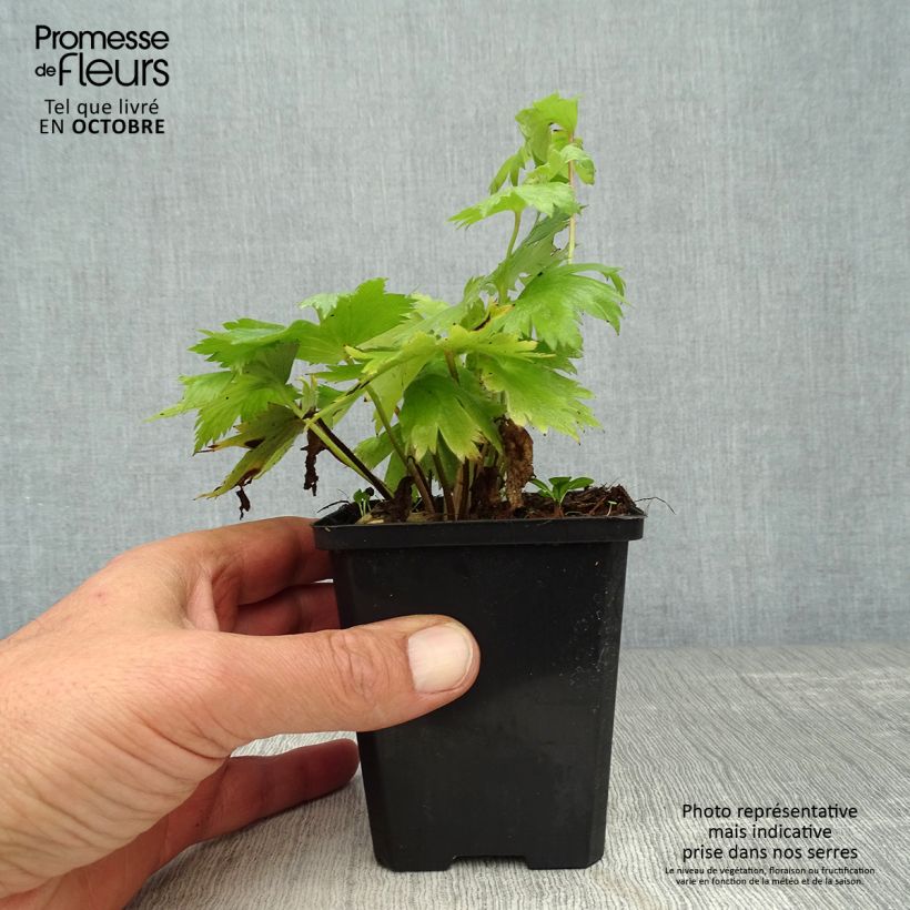 Ejemplar de Espuela de caballero - Delphinium Pacific-hybrid Astolat Maceta de 8/9 cm entregado en otoño