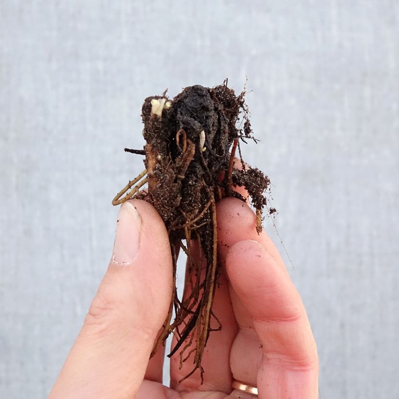 Espuela de caballero - Delphinium Pacific-hybrid Astolat Raíces desnudas Ejemplar entregado en invierno