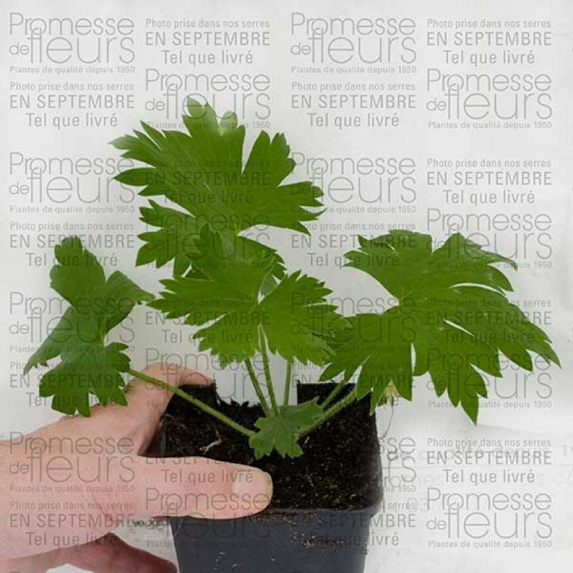 Ejemplo de ejemplar de Delphinium Pacific Guinerve - Pied d'Alouette vivace Godet de 7/8 cm tal y como se entrega