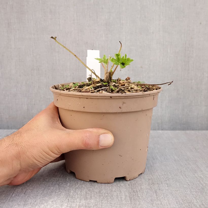 Ejemplar de Espuela de caballero - Delphinium Pacific-hybrid King Arthur Maceta 2L/3L entregado en otoño